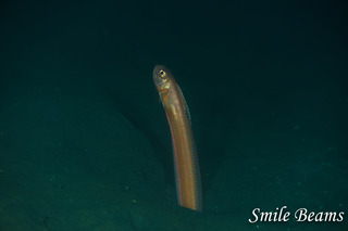 DSC_0434.jpg