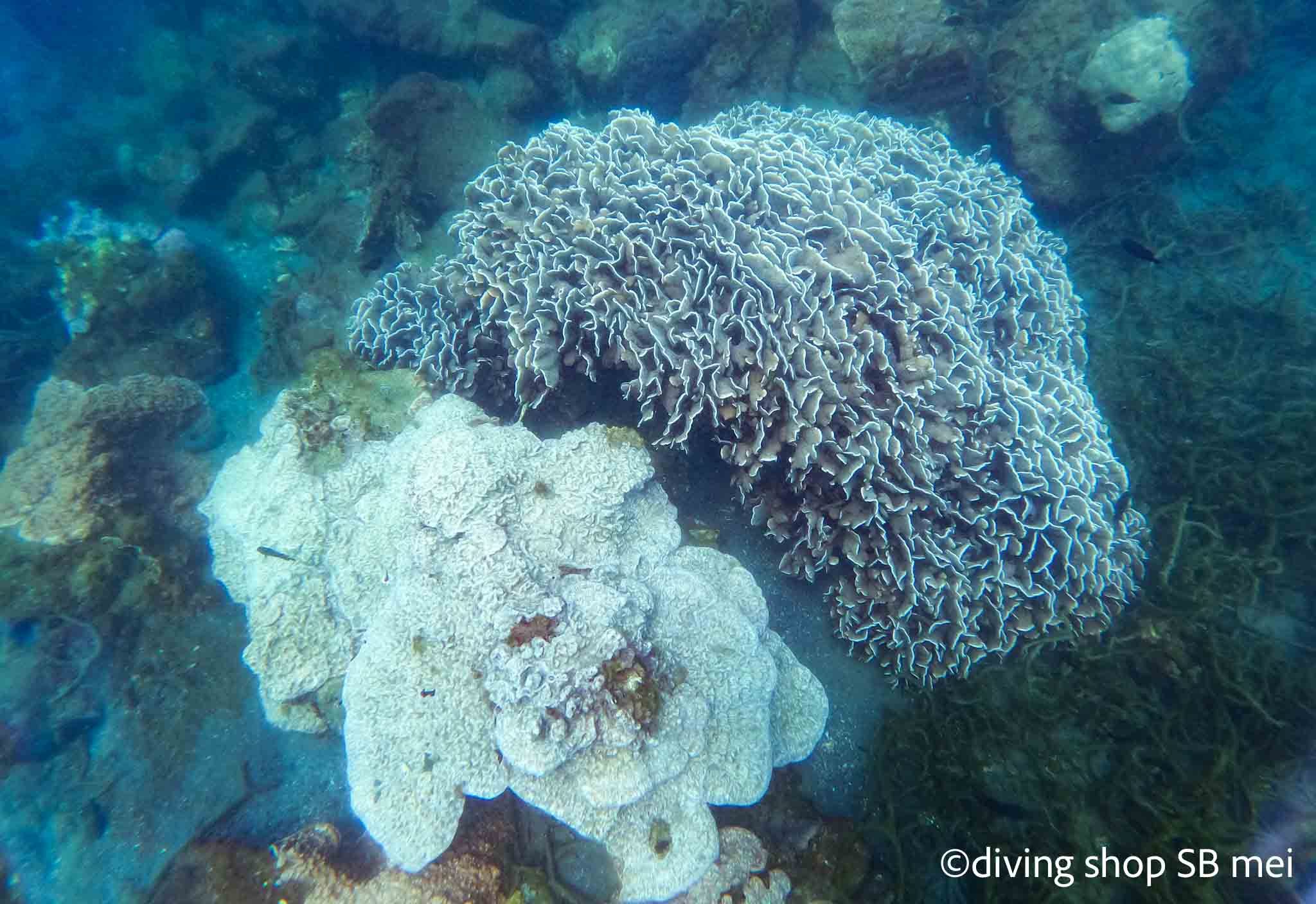 錦江湾サンゴ白化: 鹿児島のダイビングショップSBのブログ