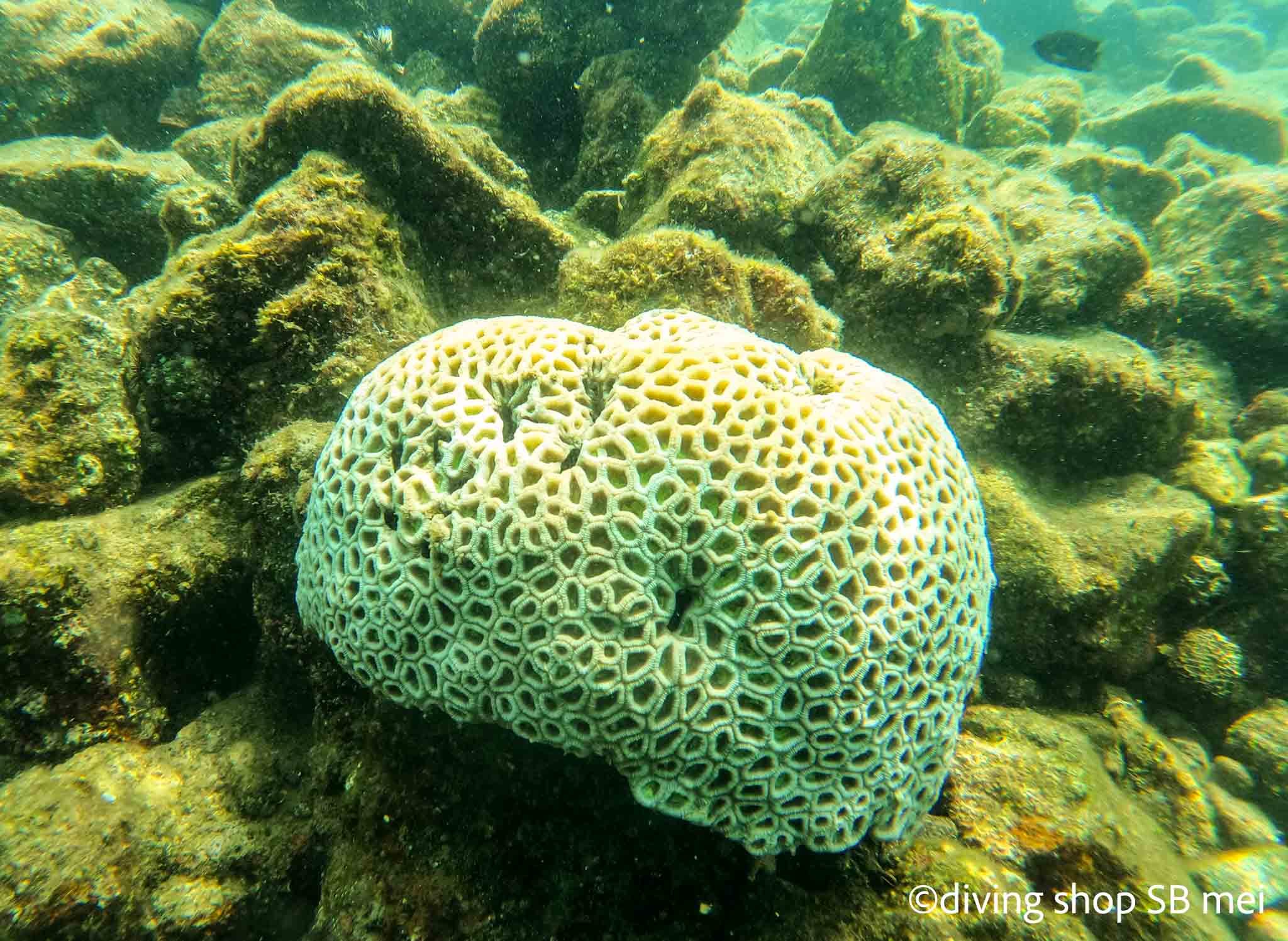 錦江湾サンゴ白化: 鹿児島のダイビングショップSBのブログ