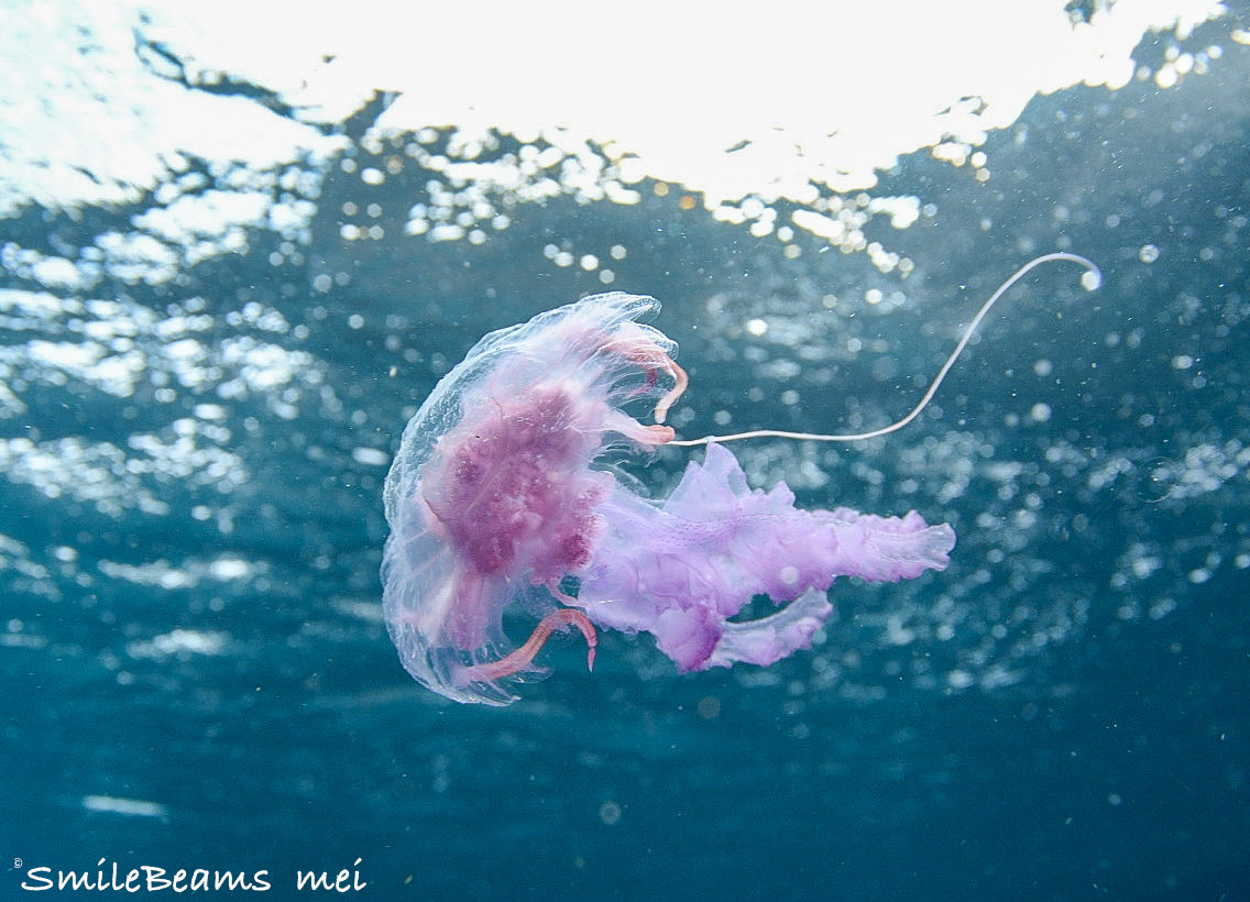 宇宙的な浮遊生物～: 鹿児島のダイビングショップSBのブログ