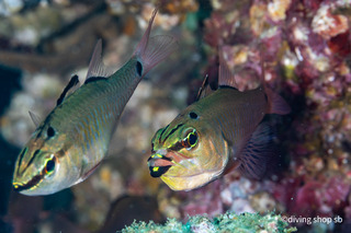 IMG_7275.jpeg