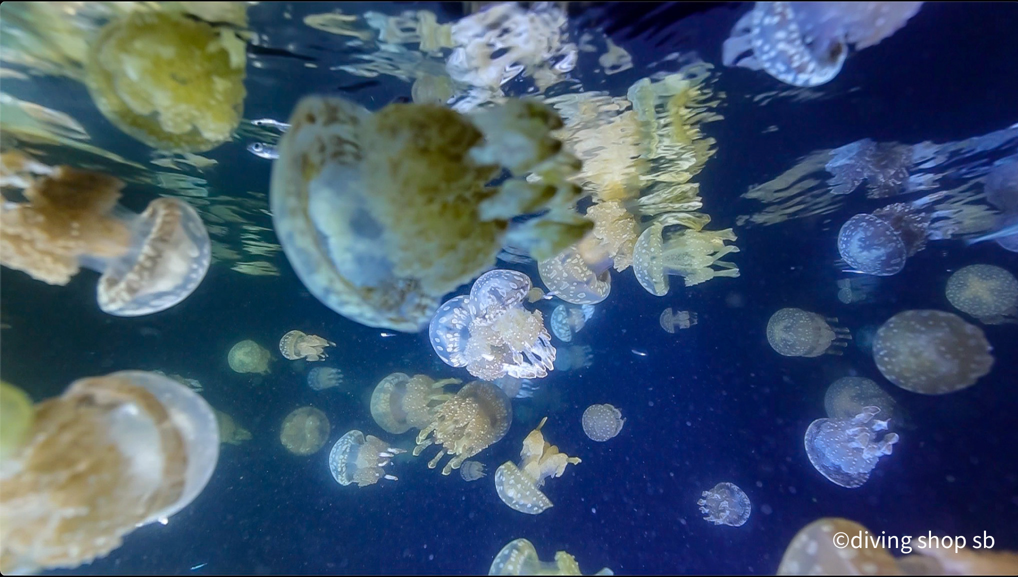 タコクラゲ盛りだくさん！！: 鹿児島のダイビングショップSBのブログ