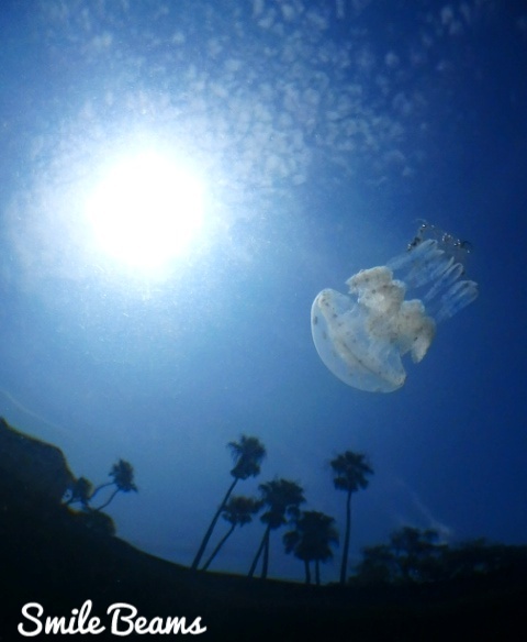 タコクラゲに夢中。: 鹿児島のダイビングショップSBのブログ