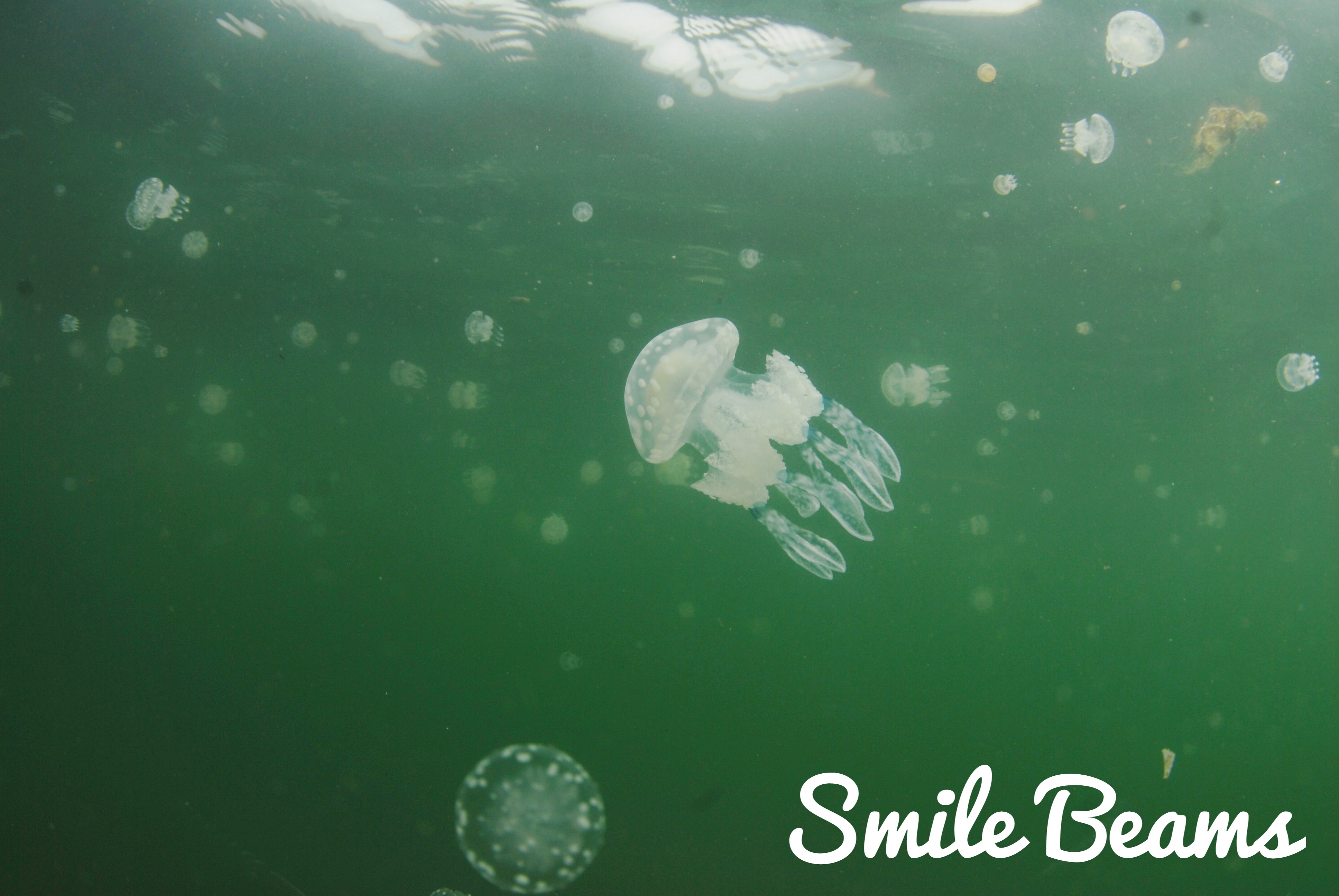 タコクラゲに夢中。: 鹿児島のダイビングショップSBのブログ